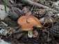 Szemcsésnyelű fenyőtinóru (Suillus granulatus), Pilis